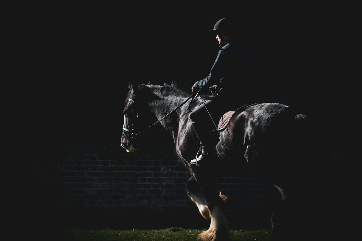 Talented KWPN gelding with an active hind leg and lovely character
